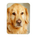 Search for golden retriever magnets Animal