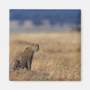 Search for grassland magnets Animal