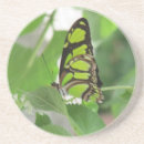 Search for butterfly coasters Photography