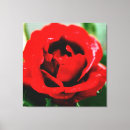 Search for red rose canvas prints Valentine