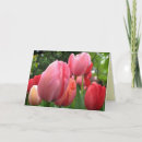 Search for red tulips birthday cards Nature