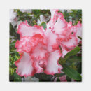 Search for azaleas magnets Floral