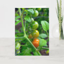 Search for tomato birthday cards Fruit