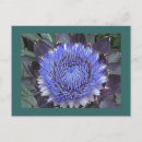 Recherche de artichoke cartes postales Nature
