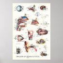 Search for organ anatomy posters Anatomical