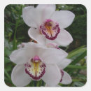 Recherche de orchidées blanches autocollants Fleurs