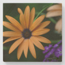Search for susans barware Daisy