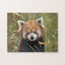 Recherche de red panda gifts Wildlife
