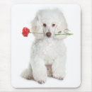 Search for poodle puppy mousepads Puppies