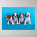 Search for beagle puppy posters Puppies