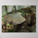 Search for dead tree posters Nature