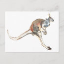 Search for rufus postcards Red kangaroo