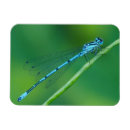 Search for common as a magnets Blue