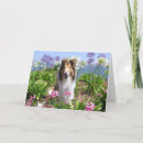 Search for colly cards Dogs