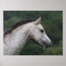 Search for welsh pony art Headshot