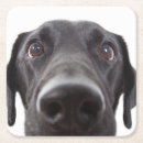 Search for black labrador coasters Cute