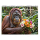 Search for orangutan calendars Animal