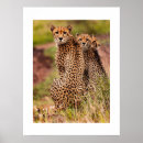 Recherche de cheetah posters Chat