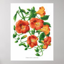 Recherche de fleur de trompette Botanique