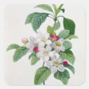 Search for apple tree stickers Botanical