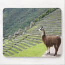 Search for bolivia electronics Llama