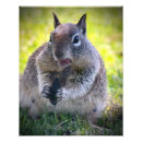 Search for snacking photography Squirrel