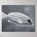 Search for black and white fish posters Tropical