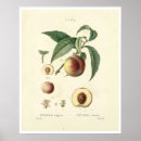 Recherche de illustration botanique posters Arbres