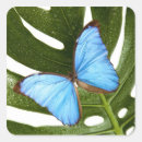Search for morpho butterfly stickers Wildlife