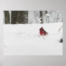 Search for winter bird posters Cute