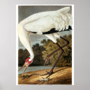 Search for ornithology art Audubon