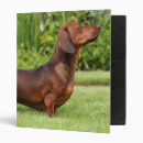 Search for dog walking binders Panting