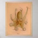 Recherche de mollusque posters Céphalopode