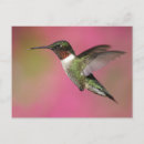 Search for ruby throated postcards Hummingbird