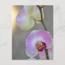 Search for expression postcards Pink