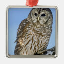 Search for barred owl ornaments Strix varia