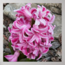 Recherche de jacinthes posters Rose