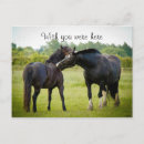 Search for animals photo postcards Horses