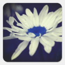 Recherche de blue daisy stickers Marguerie