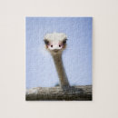 Search for ostrich puzzles Wildlife