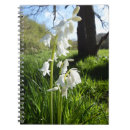 Recherche de jacinthes des bois Nature
