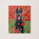Recherche de doberman puzzles Chiot