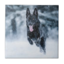 Recherche de chien berger carreaux Amoureux des chiens