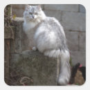 Search for grey and white cat stickers Adorable