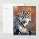 Recherche de loupe cartes postales Sauvage