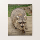 Search for raccoon puzzles Nature