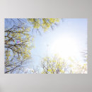 Search for plane tree posters Airplane