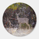 Search for large image magnets Trees