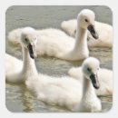 Recherche de lac cygne autocollants Cygnes