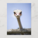 Search for ugliness postcards Wildlife